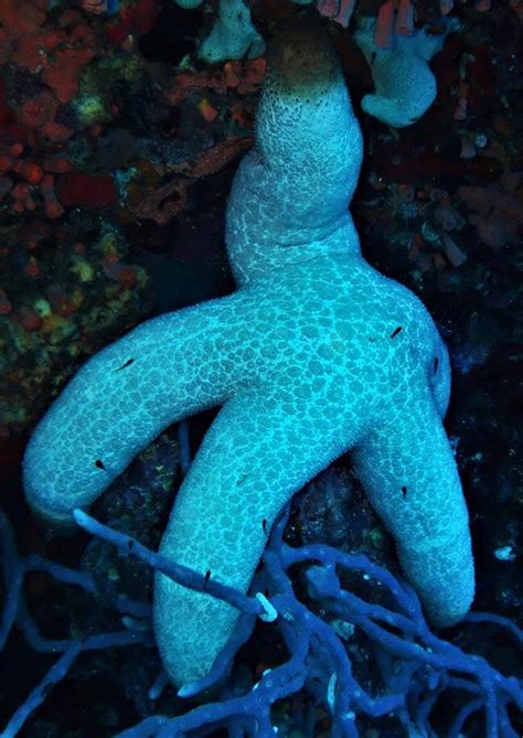 Granular Sea Star Moalboal Reef Species
