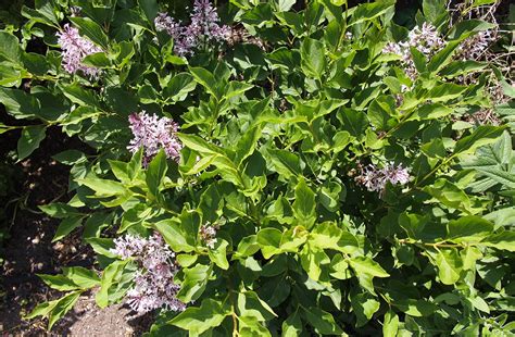 Miss Kim Lilac Bushes For Sale At Maples N More Nursery