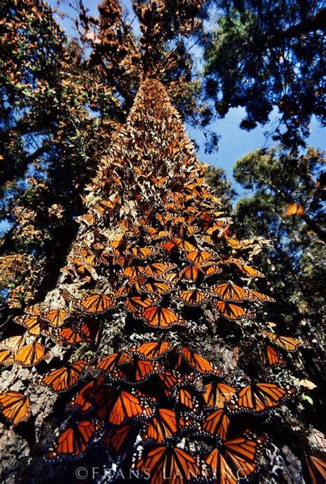 The Magic Of Mexico Monarch Butterflies On Tree Trunk Every November