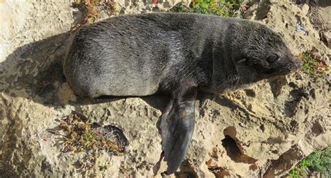 New Zealand Fur Seal The Animal Facts Appearance Diet Habitat