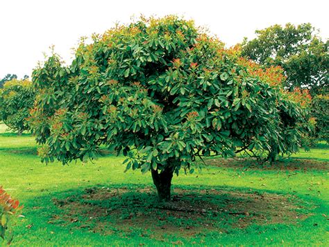 Hass Avocado Tree For Sale Online The Tree Center