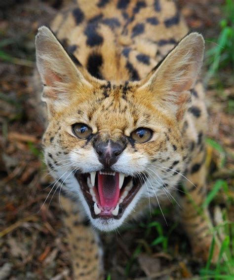 Member Photos Serval Serval Cats African Wild Cat Small Wild Cats
