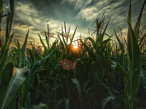 Cornfield In A Sunset Redmi 5 Plus Snapseed Rmobilephotography