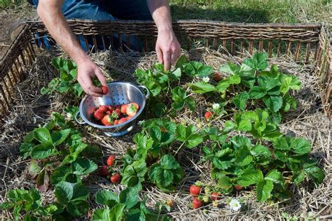 Make A Strawberry Bed Pictures