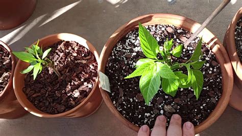 How To Prune And Over Winterize Your Pepper Plants Small Balcony