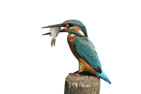 Kingfisher Png Images Transparent Free Download