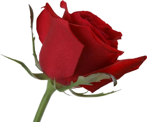 Single Red Rose Rose Flower Hd Png Download Original Size Png
