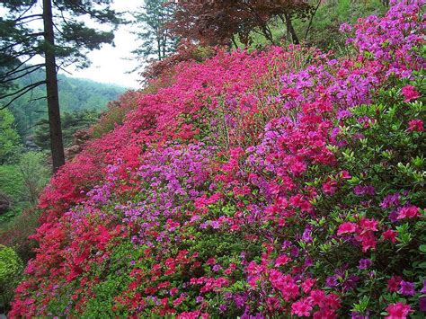 We did not find results for: Garden of Morning Calm | Garden, Calm, Plants