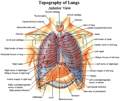 Surface anatomy of posterior chest wall. Normal Lung Anatomy