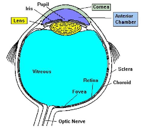 Eye Diagram For Children Eye Diagram For Children