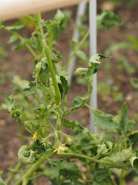 Tomato Diseases Pictures Got Pests However Despite Being Easy To Grow There Are Many