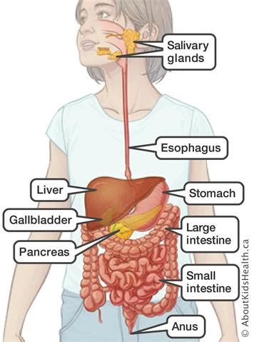 What is the digestive system? GI tract