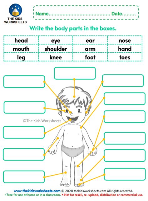 Body Parts Free Printables Body Parts Worksheet Have Fun Teaching