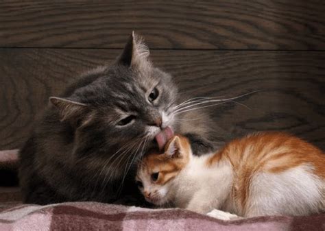 Reasons Why Do Cats Groom Each Other