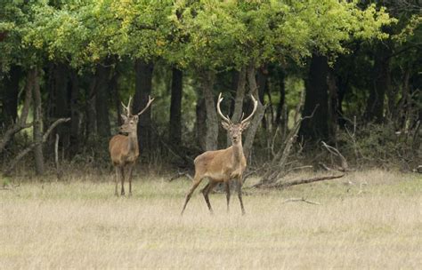 Pros And Cons Of Deer Hunting Gone Outdoors Your