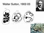 PPT - Walter Sutton, 1902-03 PowerPoint Presentation, free download ...