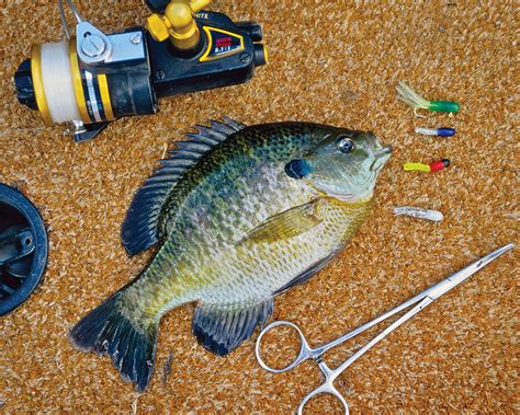 How To Catch A Big Bluegill This Summer Game And Fish