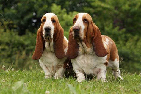 Basset Hound Caractère Origine Prix éducation Et Conseils