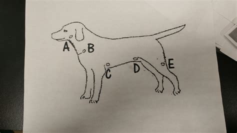 Dog Lymph Nodes Diagram Quizlet