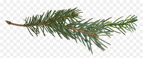 Pine Branch Tree Clip Art Pine Tree Branch Png Transparent Png Vhv