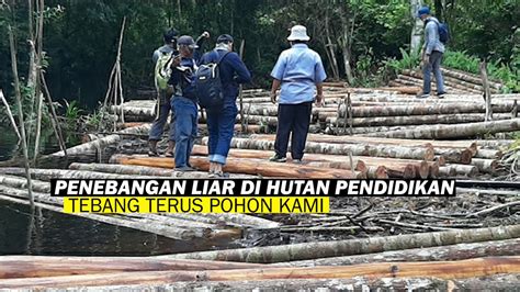 Penebangan liar di hutan Pendidikan di kawasan Sungai Peniti Besar ...