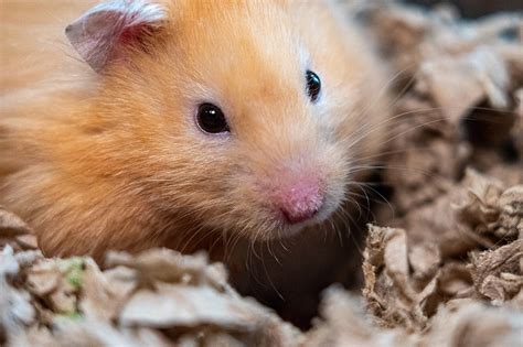 Ultimate Teddy Bear Hamster Care Guide The Pet Staff