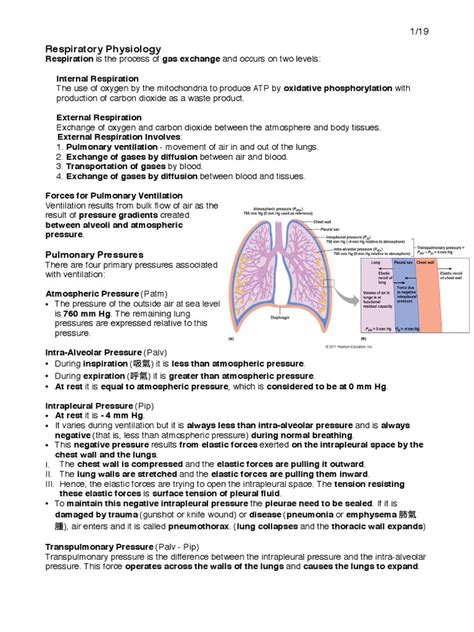 Respiratory Physiology Note Hemoglobin Lung