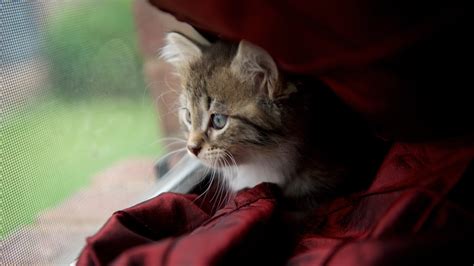 They are called hypoallergenic because they produce lower allergens than the more common cats we know. Kitten Cam | hypoallergenic Siberian kittens for sale ...