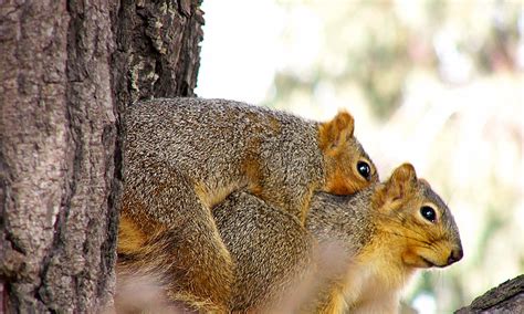 When Is Squirrel Mating Season Find Out Here All Animals Guide