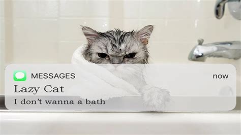 Funny Story How To Bath A Cat Youtube