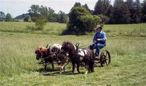 Do You Like Duck Sized Horses Or Horse Sized Ducks Quora