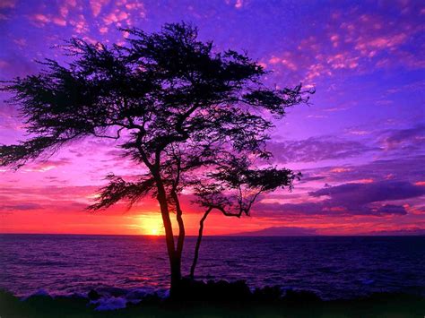 Beach pink and orange sunset. Purple | AmO