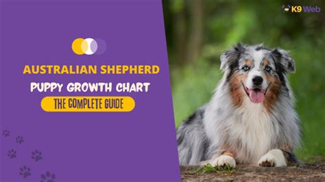Australian Shepherd Growth Chart Standard And Mini Aussie The Complete Guide K9 Web