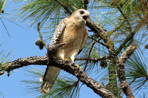 9 Types Of Hawks In Indiana Pics Wildlife Informer