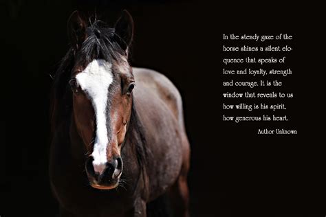 In The Steady Gaze Of A Horse Shines A Silent Eloquence That Speaks Of