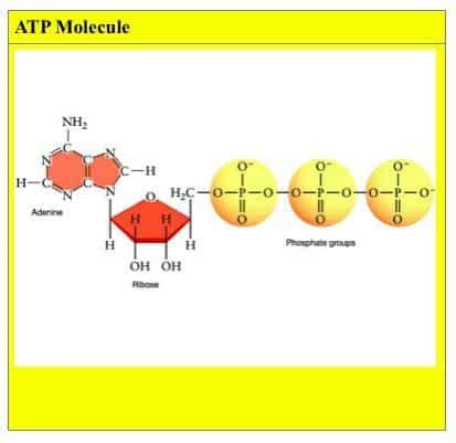 In the absence of oxygen, you can use carbohydrates to make anaerobic energy in the form of atp in your cells, but fat is an oxidative fuel and cannot be converted to energy without oxygen. The Role Of Carbohydrate, Fat And Protein As Fuels For Aerobic And Anaerobic Energy Production ...