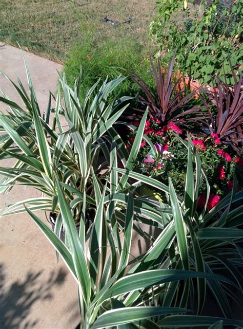Plant deer resistant perennials for years of color that deer stay away from. Deer Resistant Plants for Austin and Central Texas! | Lisa ...