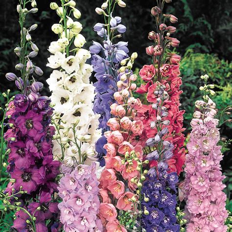 Mixed Delphiniums Gurneys Seed And Nursery Co