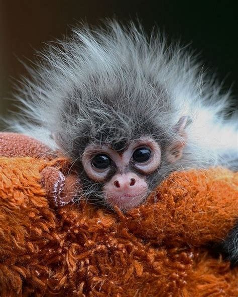 16 Of The Cutest Baby Monkeys Youll Ever See