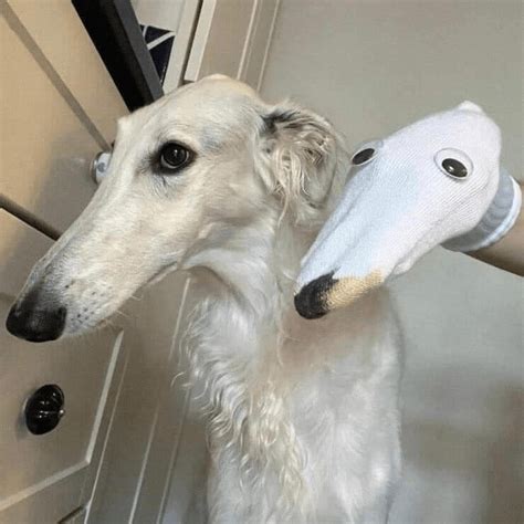 Delightful Dog Memes And Cute Pics Of Perfect Puppers Borzoi Dog Silly