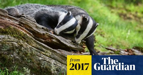 Huge Increase In Badger Culling Will See Up To 33500 Animals Shot