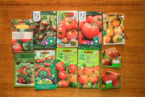 Planting Tomato Seeds Everything You Need To Know Tomato Bible