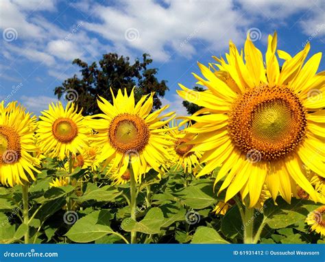 Sunflower Against Blue Sky Stock Photo Image Of Floral 61931412