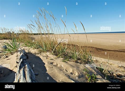 Pomeranian Coast White Sea Russia Arkhangelsk Region Stock Photo Alamy