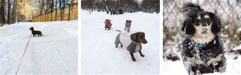 Dachshund Through The Snow Dachshunds United