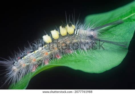 Hairy Tussock Moth Larvae Caterpillar On Stock Photo Shutterstock