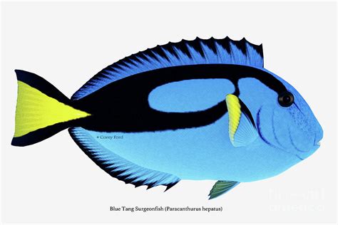 Blue Tang Fish Digital Art By Corey Ford Pixels