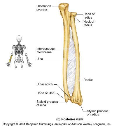 Radius bone is a photograph by asklepios medical atlas which was uploaded on august 3rd, 2016. MoveSci 230 at University of Michigan - Ann Arbor - StudyBlue