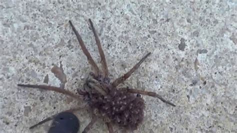 Spider Explodes And Baby Spiders Crawl Everywhere It Gave Birth