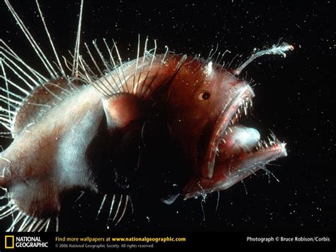 The Ultimate Fishing Blog Angler Fish Facts
